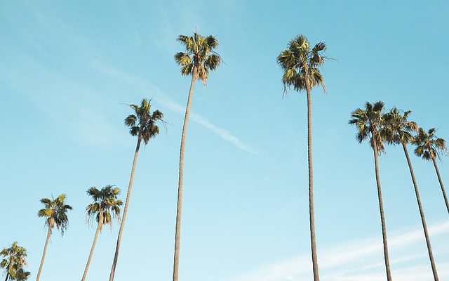 palm trees ATP flight school california